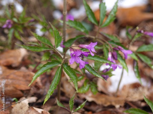 Obraz na płótnie Żywiec gruczołowaty (Cardamine glanduligera) - wiosenny, leśny kwiat górski