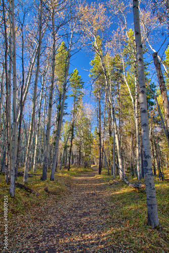 Hiking trail in the Kananaskis region of the Canadian Rockies in autumn with golden aspen trees