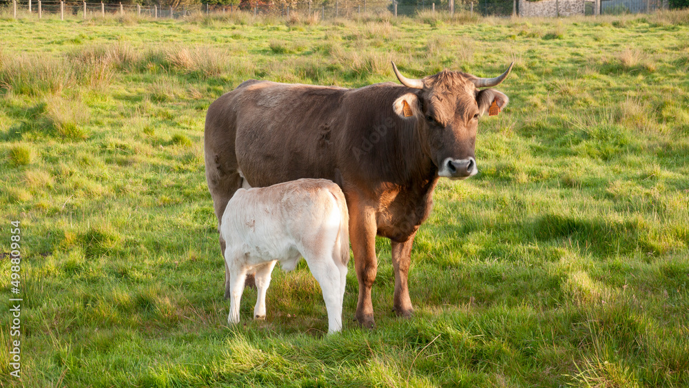 Vaca marrón y ternero blanco en pradera de hierba verde