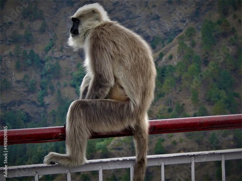 A Monkey Sitting on the Railing 