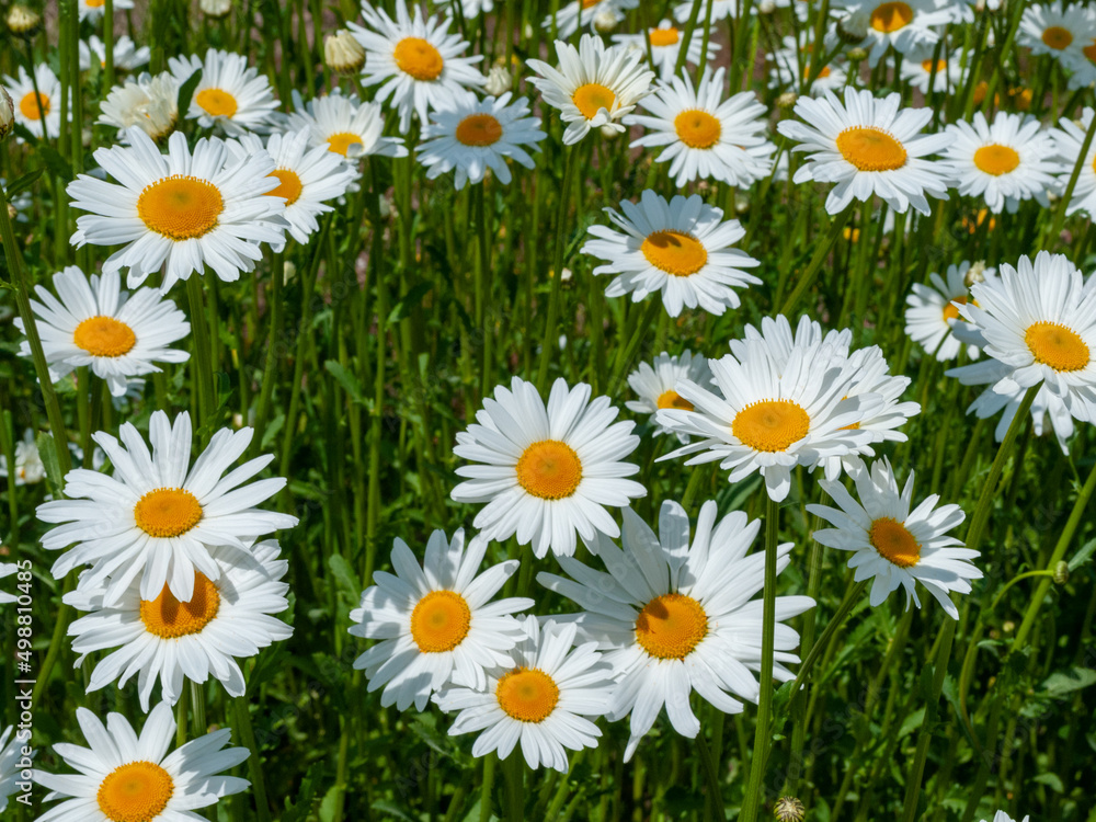 Field of beautiful daisies in sunshine Field of beautiful daisies in sunshine