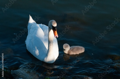 White swan with a chick in dark waters