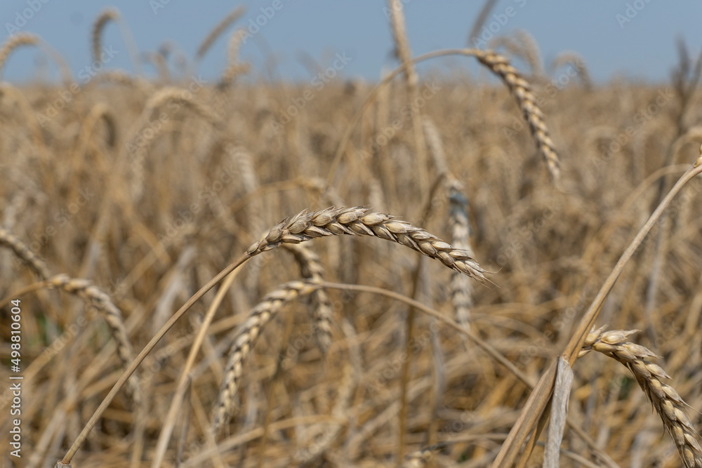 Fototapeta premium ripe rye ears on background of summer field ofrye and blue sky. Agricultural and harvesting concept