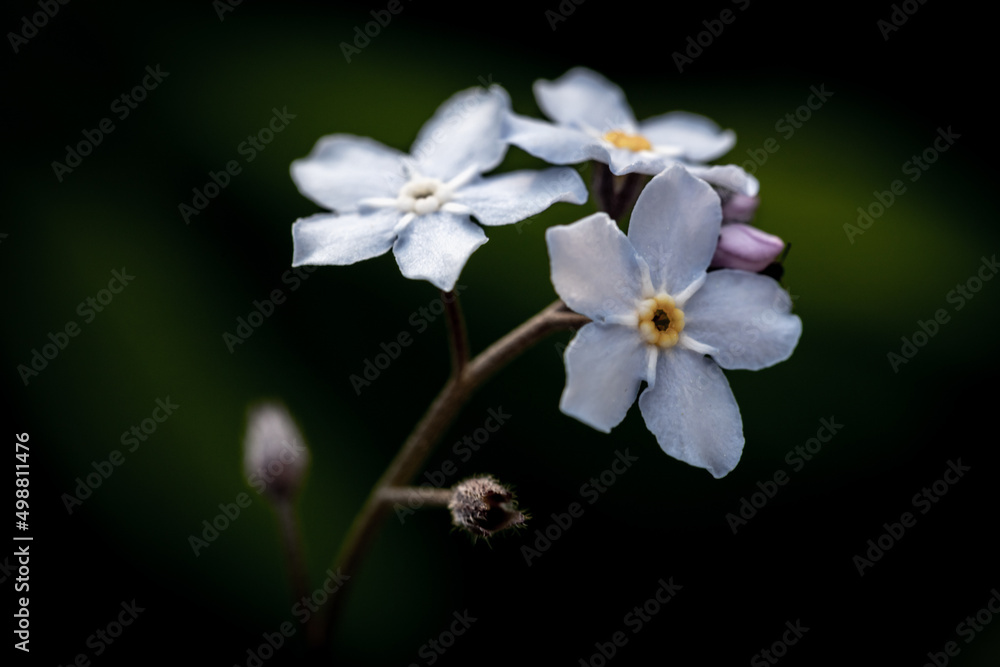 Obraz premium Forget-me-not. Macro shot of a group of blue forget-me-not flowers. Forest grass blossoms. 