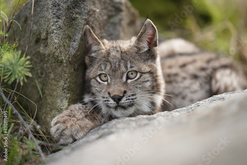 Young Rys Eurasijský (Lynx Lynx),