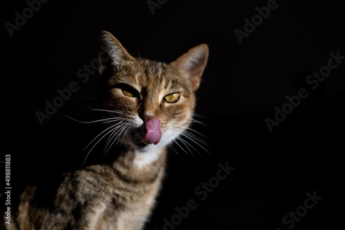 Tabby cat with tongue out illuminated by the sunlight isolated on a black background