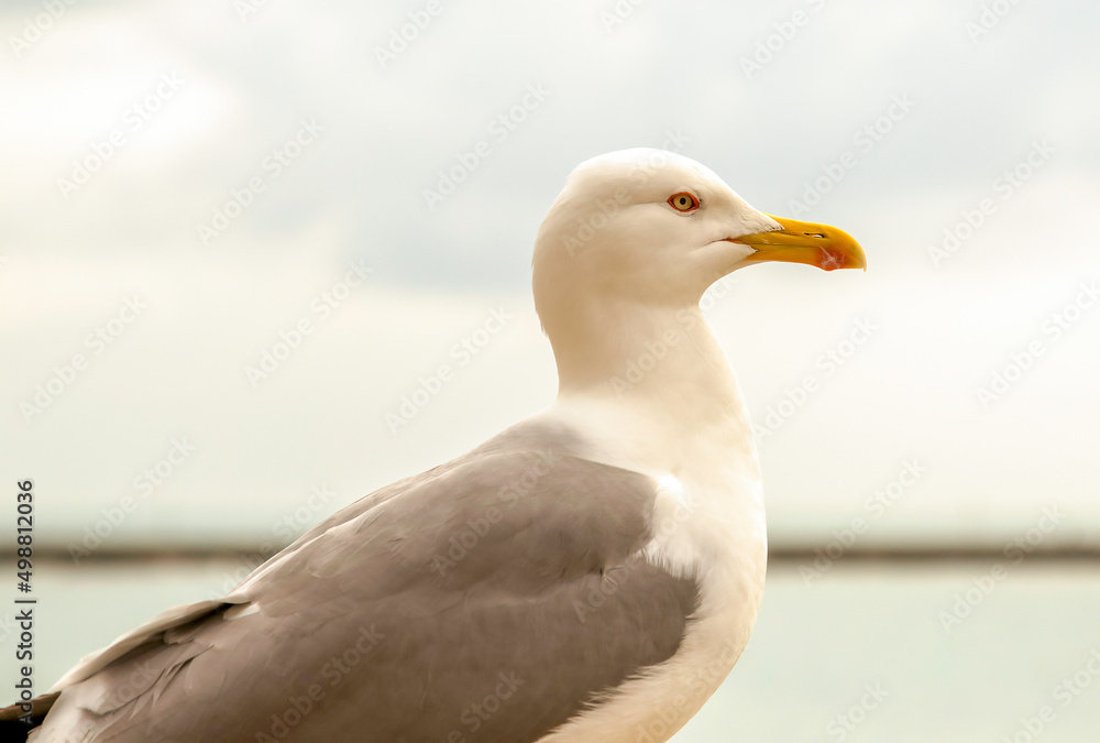 Fototapeta premium Portrait of a Seagull
