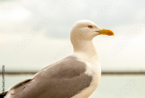 Portrait of a Seagull