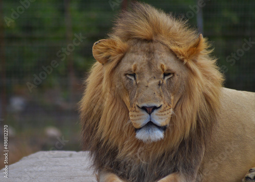 Fototapeta Naklejka Na Ścianę i Meble -  lion on pedestal