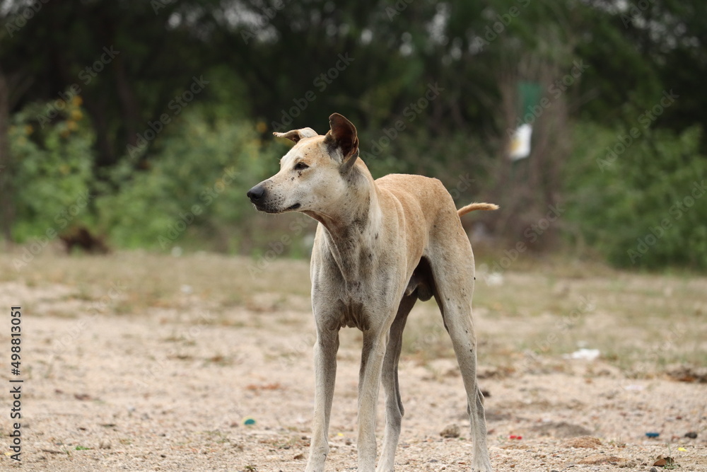 A brown street Dog wandering around in the road, looking keen to the people walking A brown street Dog wandering around in the road, looking keen to the people walking