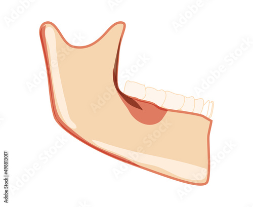 Mandible of Skeleton Human head side view with teeth. Skull lower jaw model with teeth row. Chump realistic flat natural color concept Vector illustration of anatomy isolated on white background