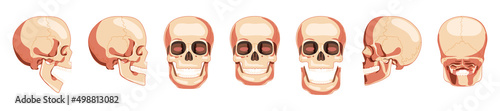 Set of Skulls Skeleton Human heads front, back, side views. Human jaws model with an open and closed mouth. Realistic flat natural color 3D concept. Vector illustration of anatomy isolated on white