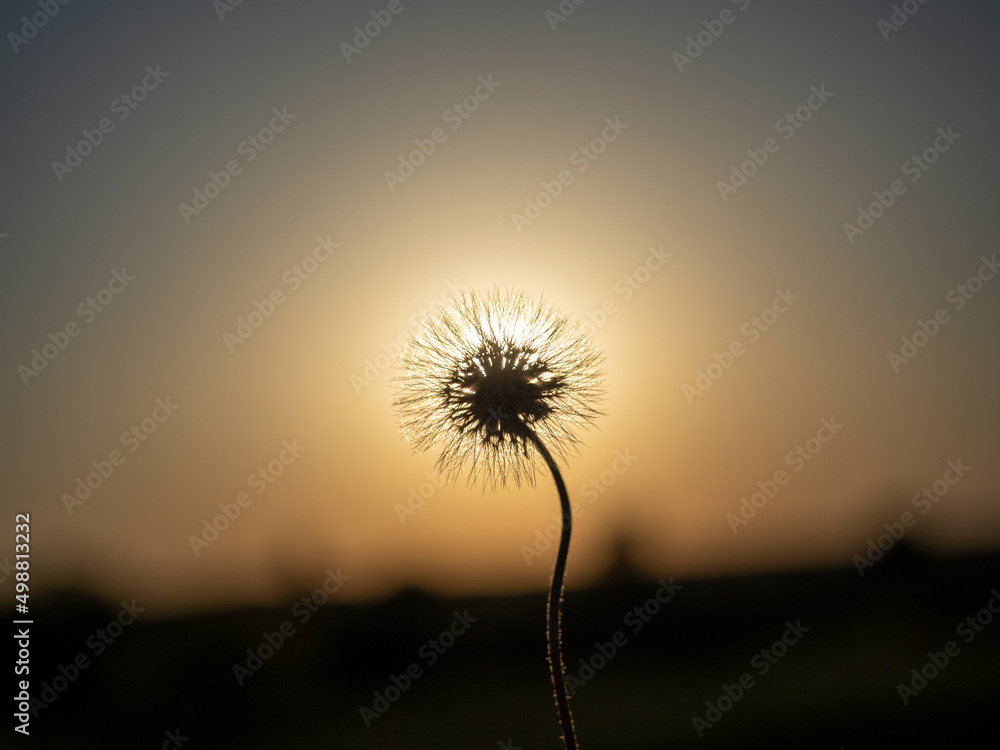 close-up of a dandelion against the background of the setting sun. The outline of the flower. Selective focus
