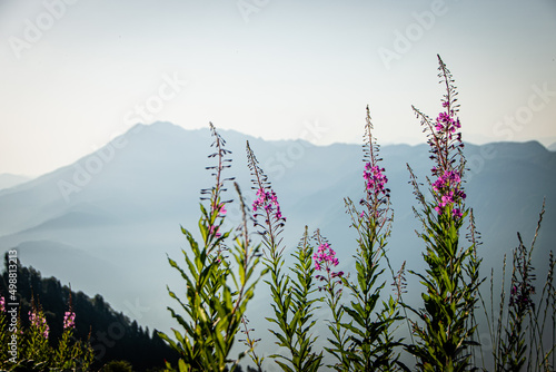 Blooming fireweed flower on a blurred background of mountains photo
