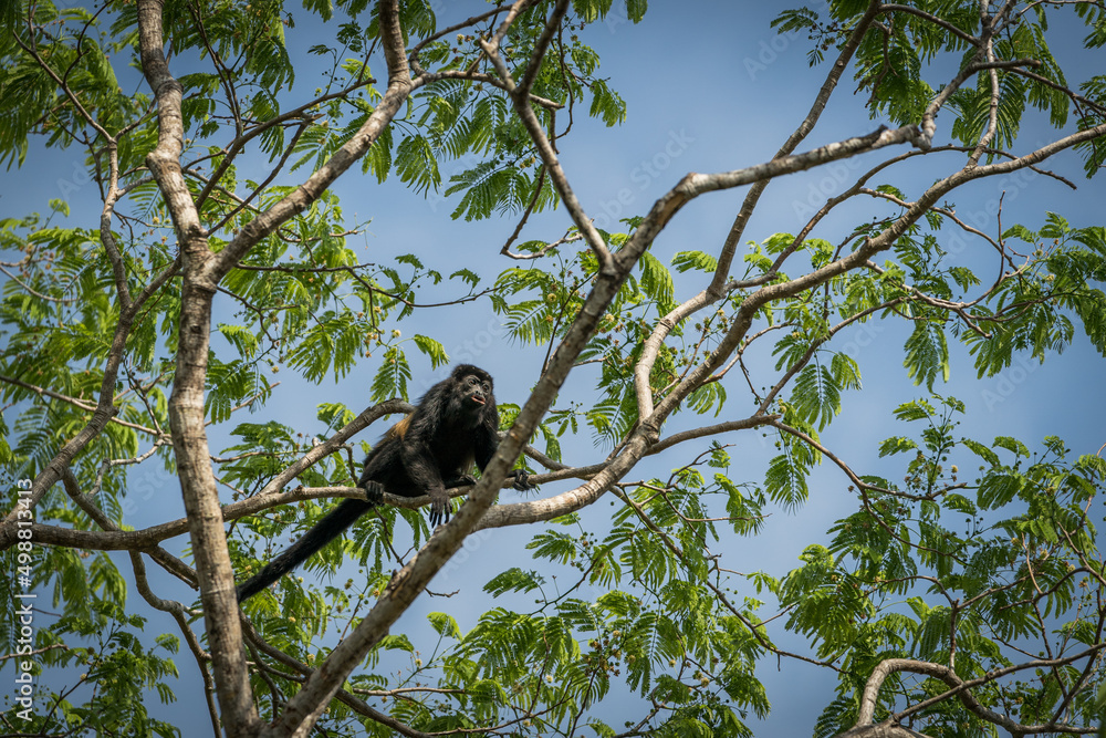 Tamarindo, Costa Rica, Monkey