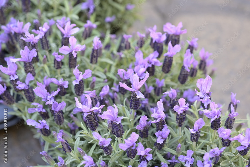 Naklejka premium Fiori