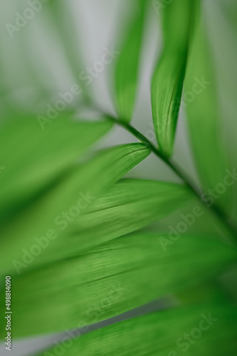 Close-up green leaves of Parlour Palm Chamaedorea elegans