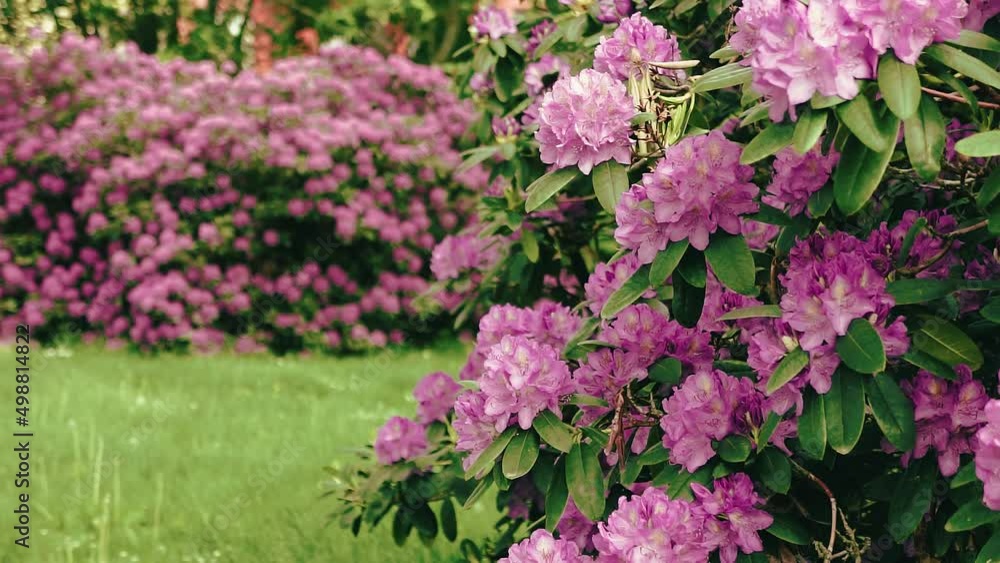 Slow panning shot of pink rhododendrons in garden in summer Slow panning shot of pink rhododendrons in garden in summer
