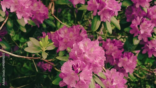 Close-up shot of pink rhododendron in summer