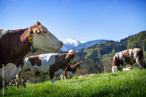 Fotografia, Obraz Organic farming of an organic beef breeder selling his meat and milk