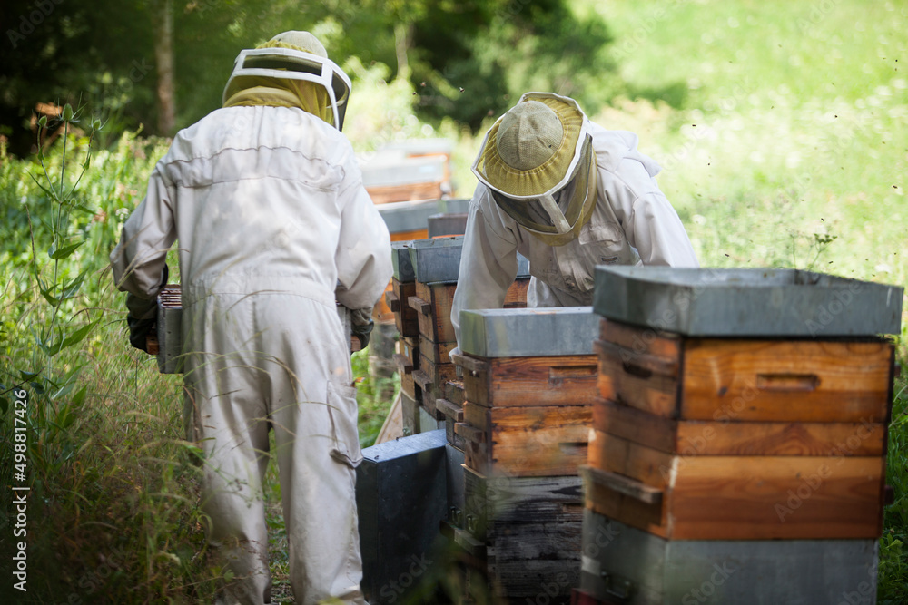 Harvesting honey from a beekeeper in France. Harvesting honey from a beekeeper in France.