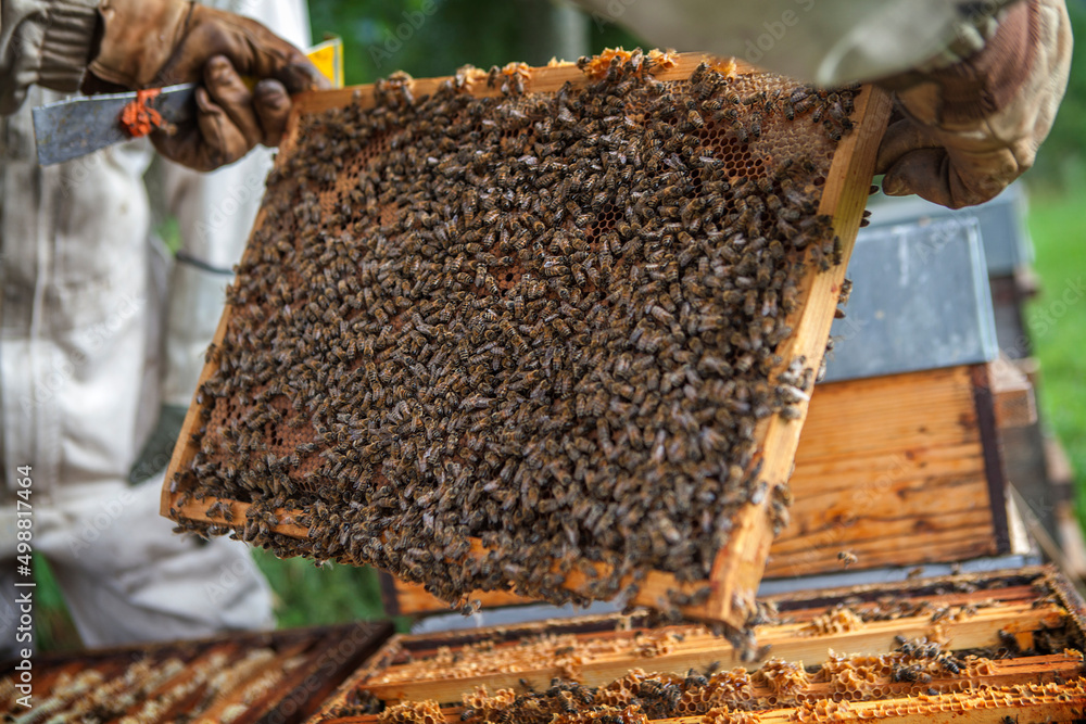 Harvesting honey from a beekeeper in France. Harvesting honey from a beekeeper in France.