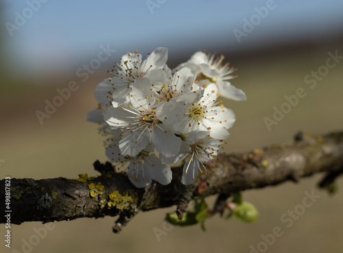 Blooming Prunus Spinosa bush with white flower . A thorny eurasian bush with plumelike fruits photo