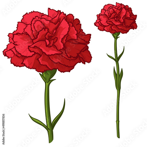 Red carnation isolated on white background. Vector illustration.