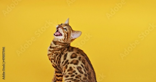 Bengal kitten on yellow background. Little isolated cat sitting onthe path. Charming small leopard with rosette markings