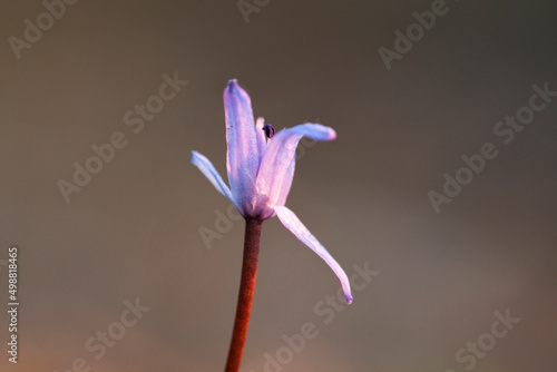 Wallpaper Mural Two-leaf squill flower in sunset Torontodigital.ca