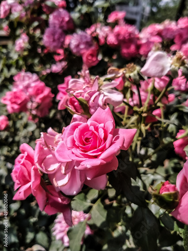 A selected focus on the pink rose of Rosa indica family of plants on blurry background looks beautiful.