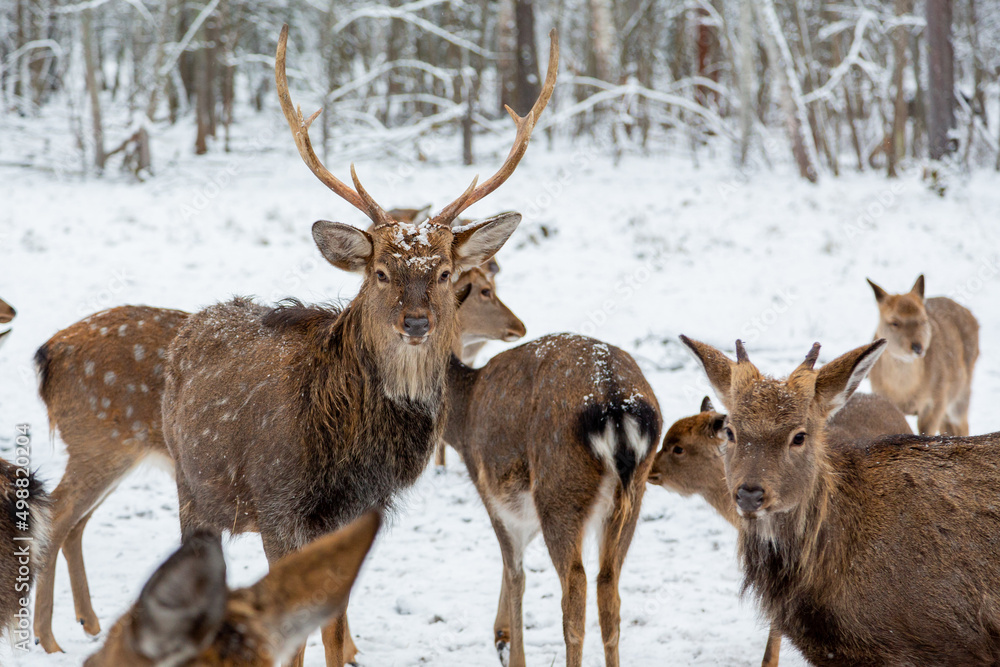 Fototapeta premium Herd of deer of different ages in the forest in winter
