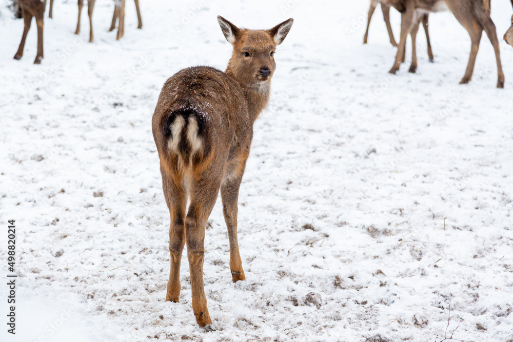 Herd of deer of different ages in the forest in winter Herd of deer of different ages in the forest in winter