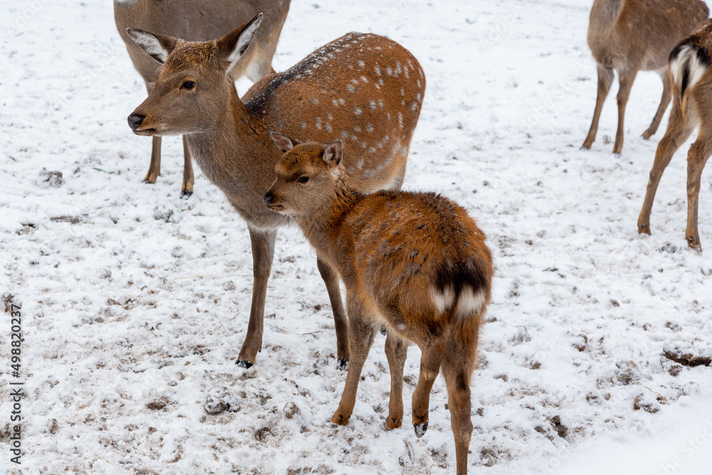 Herd of deer of different ages in the forest in winter Herd of deer of different ages in the forest in winter