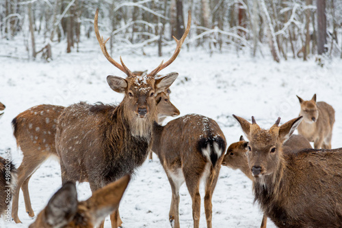 Herd of deer of different ages in the forest in winter © freydin