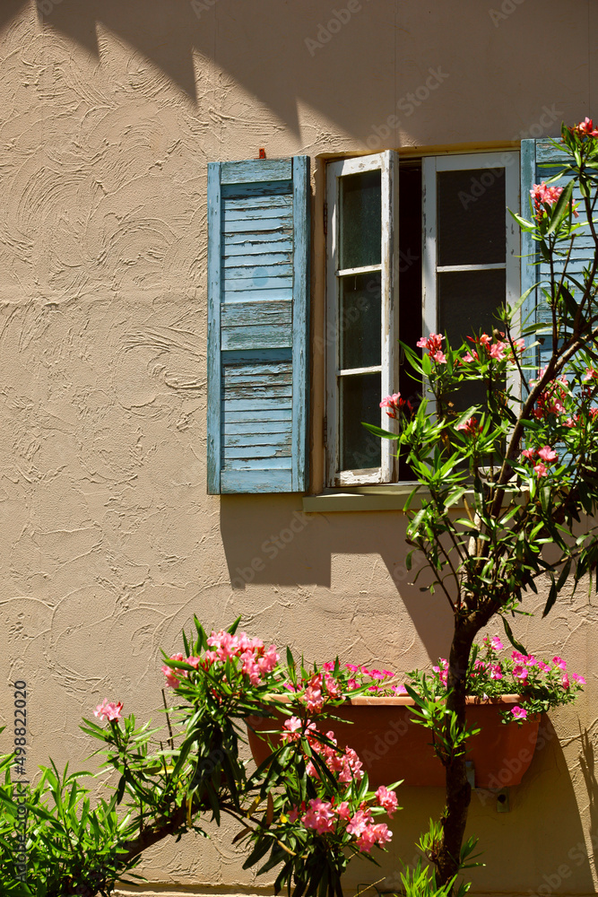 Naklejka premium Oleander blooming on the windowsill of a rural house in southern France