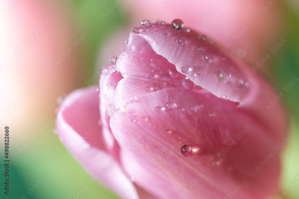 Close up of pink tulip, selective focus, blurred background Close up of pink tulip, selective focus, blurred background