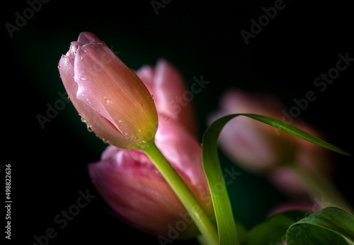 Close-up of pink tulip isolated on black background
