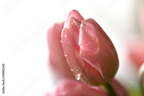 Fototapeta Naklejka Na Ścianę i Meble -  Close up of pink tulip, selective focus, blurred background
