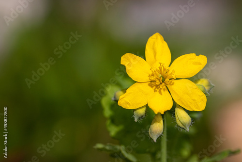 Close-up of yellow flower Chelidonium majus — greater celandine on soft, green natural background