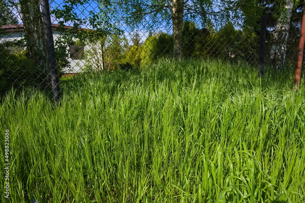 Closeup of high grass on a sunny day Closeup of high grass on a sunny day