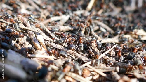 Spring revival of Red ants (Formica rufa). Masses of ants have climbed out on sunny day on top of anthill and are warming up body to return inside and increase temperature of anthill photo