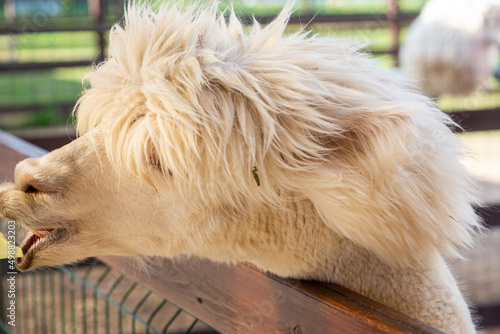 Sheared alpacas of different colors in nature
