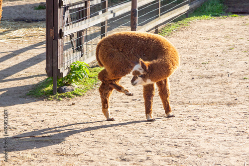 Sheared alpacas of different colors in nature