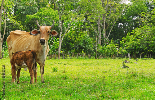 mother and baby cow on the farm natural life colombian eastern plains