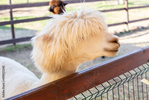 Sheared alpacas of different colors in nature