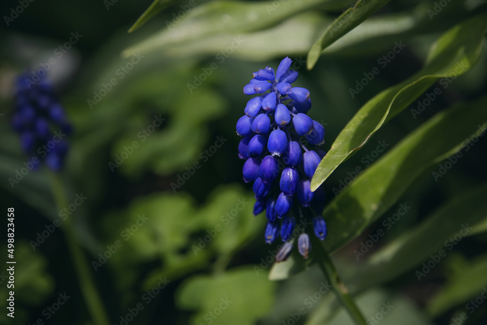 Blue flowers. Delicate blue flowers of Mouse hyacinth (lat. Muscari), blooming in spring, close-up with selective focus. Beautiful spring landscape with blue Muscari flowers. Floral spring background. Blue flowers. Delicate blue flowers of Mouse hyacinth (lat. Muscari), blooming in spring, close-up with selective focus. Beautiful spring landscape with blue Muscari flowers. Floral spring background.