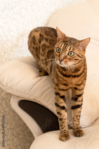 The Bengal cat is a purebred cat. Portrait. Animal themes