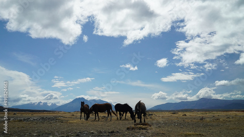 Patagonian horses