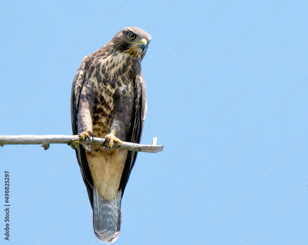 Der Mäusebussard (Buteo buteo) Der Mäusebussard (Buteo buteo)